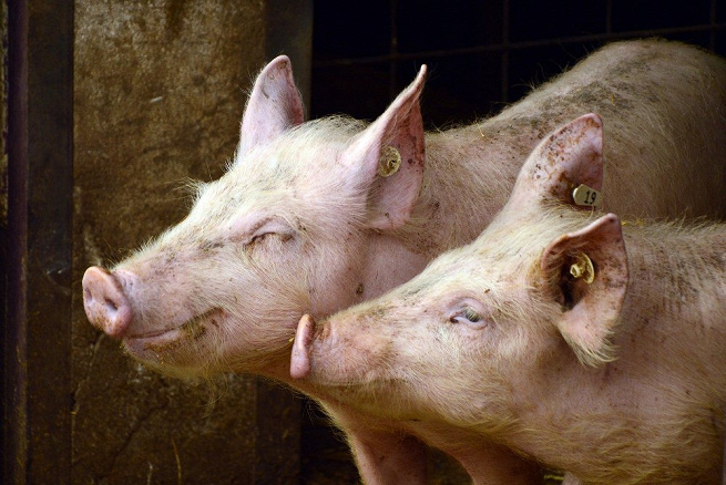Huawei займётся созданием технологий для свиноферм